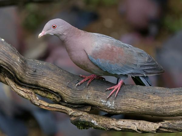 <h3><a href="/trips/costa-rica/biota/animalia/chordata/aves/026 columbiformes/001 columbidae/patagioenas flavirostris/patagioenas flavirostris-nl.html">Patagioenas&nbsp;flavirostris</a> / Red‑billed&nbsp;pigeon / Roodsnavelduif</h3>OM-1 Mark II met OLYMPUS M.150-400mm F4.5, 1/800 sec  bij F4.5, ISO 10000, afstand 8.44&nbsp;m
